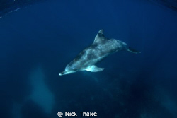 Curious dolphin by Nick Thake 
